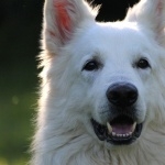 Berger Blanc Suisse high definition wallpapers