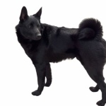 Black Norwegian Elkhound hd