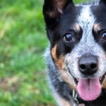 Blue Heeler new wallpapers