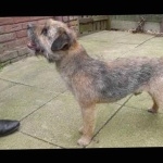 Border Terrier photo