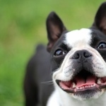 Boston Terrier hd