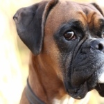 Boxer breed high quality wallpapers