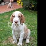 Bracco Italiano pic