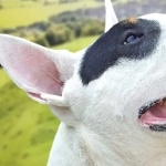 Bull Terrier images