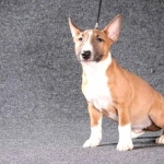 Bull Terrier (Miniature) new wallpapers