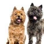 Cairn Terrier desktop