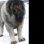 Caucasian Shepherd Dog wallpapers for desktop