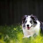 Cumberland Sheepdog breed