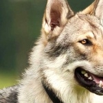 Czechoslovak Wolfdog high definition photo