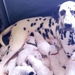 Dalmatian breed new wallpapers