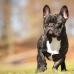 French Bulldog hd