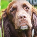 French Spaniel 1080p