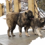 Georgian Shepherd Dog images