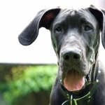 Great Dane images