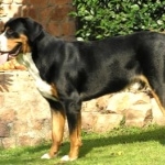 Greater Swiss Mountain Dog high definition photo