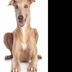 Greyhound hd pics