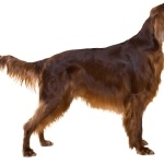 Irish Setter wallpapers hd