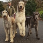 Irish Wolfhound download wallpaper