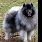 Keeshond high quality wallpapers