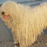 Komondor desktop