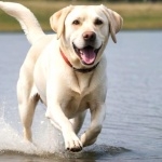 Labrador Retriever download