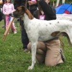 Magyar Agar breed