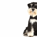 Miniature Schnauzer breed