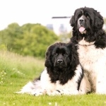 Newfoundland breed 1080p