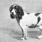 Norfolk Spaniel wallpapers