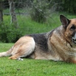 Old German Shepherd Dog new photos