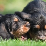 Otterhound breed