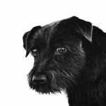 Patterdale Terrier new wallpapers