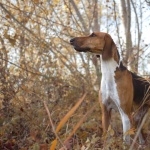 Poitevin breed photo