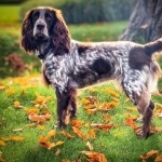 Polish Hunting Dog pic