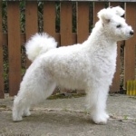 Pumi breed 2025