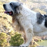 Pyrenean Mastiff 1080p