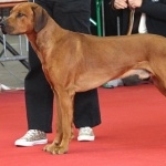 Rhodesian Ridgeback pics