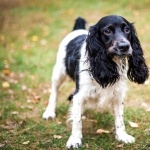 Russian Spaniel photos