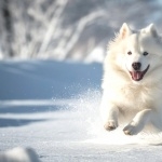 Samoyed breed high definition wallpapers