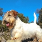 Sealyham Terrier hd wallpaper