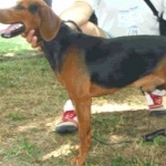 Serbian Hound images