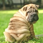 Shar Pei 1080p