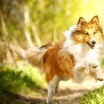 Shetland Sheepdog 2025