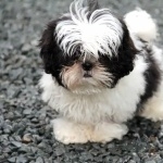 Shih Tzu wallpaper