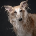 Silken Windhound hd