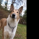 Smooth Collie new wallpapers