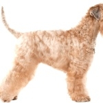 Soft-Coated Wheaten Terrier wallpapers