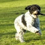 Spanish Water Dog photo