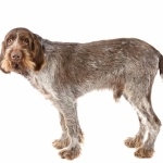 Spinone Italiano hd wallpaper