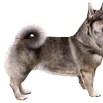 Swedish Vallhund new photos